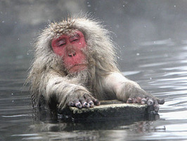 japanese-snow-monkey